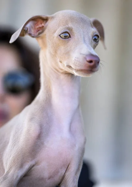 รูปภาพของสุนัขเกรย์ฮาวด์อิตาเลียนตัวน้อย — ภาพถ่ายสต็อก