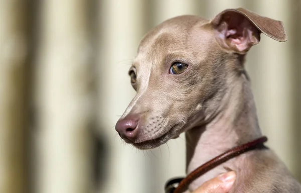 Портрет маленькой итальянской борзой собаки — стоковое фото
