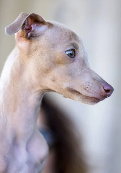 Portrait de petit chien lévrier italien — Photo