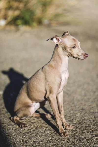 小さなイタリアン ・ グレーハウンド犬の肖像画 — ストック写真