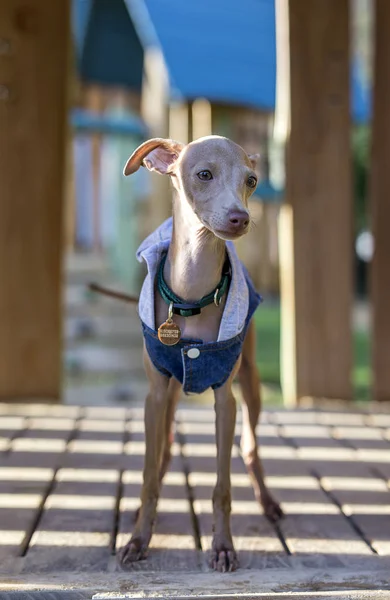 Pequeño galgo italiano en el campo — Foto de Stock