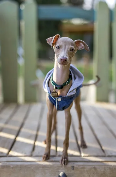 Pequeño galgo italiano en el campo — Foto de Stock