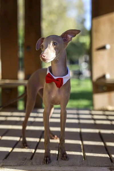 Pequeño galgo italiano en el campo — Foto de Stock