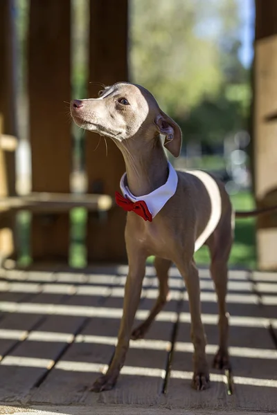 Pequeño galgo italiano en el campo — Foto de Stock