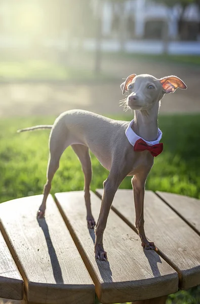 Little italian greyhound in the field — Stock Photo, Image