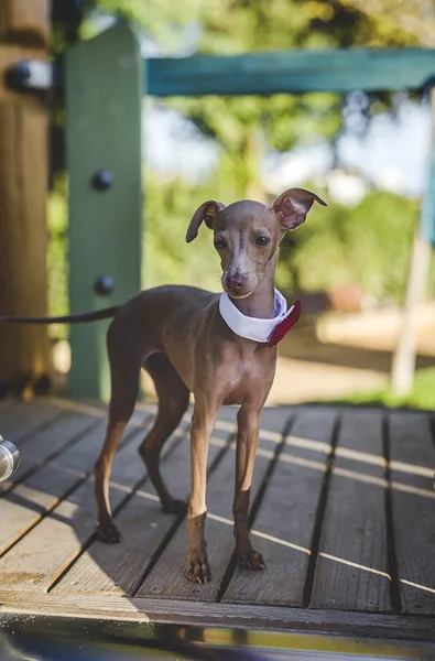 Pequeño galgo italiano en el campo — Foto de Stock