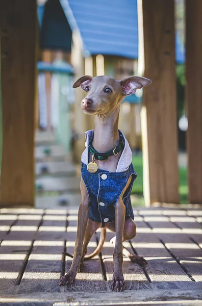 Pequeño galgo italiano en el campo — Foto de Stock