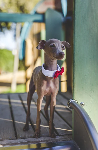 Pequeño galgo italiano en el campo — Foto de Stock