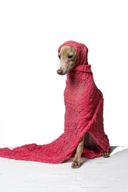 İtalyanca tazı köpeği portresi