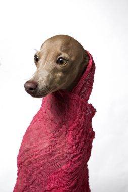 İtalyanca tazı köpeği portresi