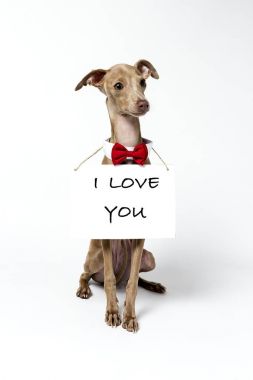 İtalyanca tazı Piccolo köpek portre