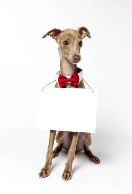 İtalyanca tazı Piccolo köpek portre