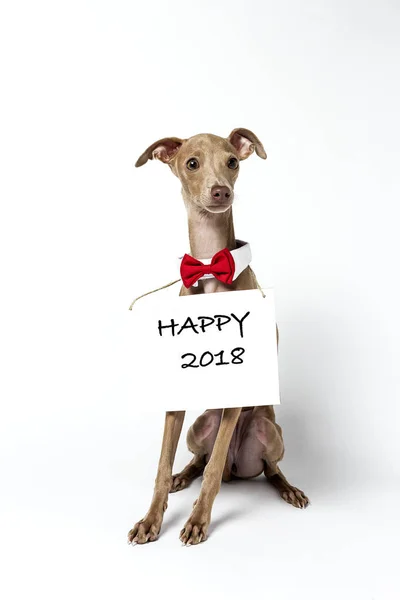 Retrato italiano de perro galgo Piccolo — Foto de Stock