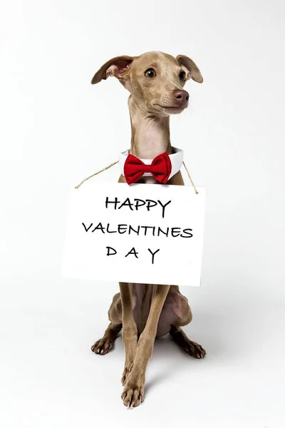 Italian Greyhound Piccolo dog portrait — Stock Photo, Image