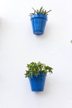 Arcos de la Frontera. Andalusian. Spain