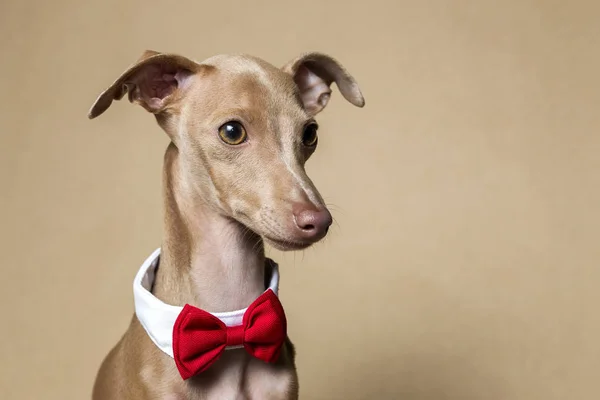 Retrato de perro galgo italiano —  Fotos de Stock