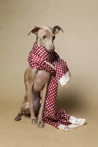 Italiaanse windhond Piccolo hond portret — Stockfoto