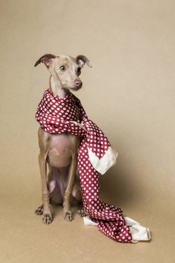 İtalyanca tazı Piccolo köpek portre