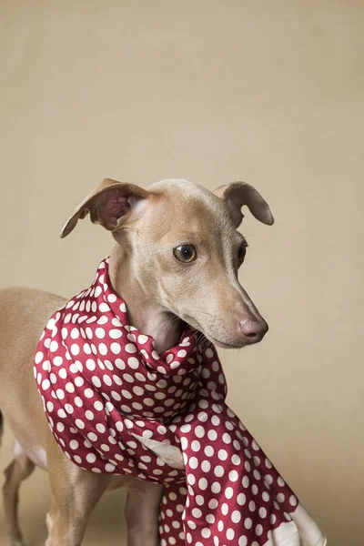Retrato de perro galgo italiano —  Fotos de Stock