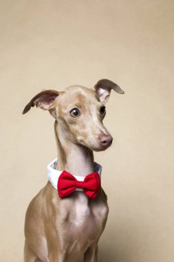 İtalyanca tazı köpeği portresi