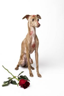 Kırmızı dudaklar ile İtalyan tazı köpek öp işaretleri