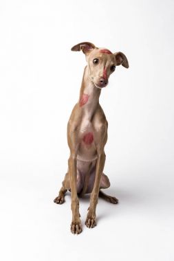 Kırmızı dudaklar ile İtalyan tazı köpek öp işaretleri