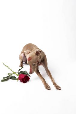 Kırmızı dudaklar ile İtalyan tazı köpek öp işaretleri