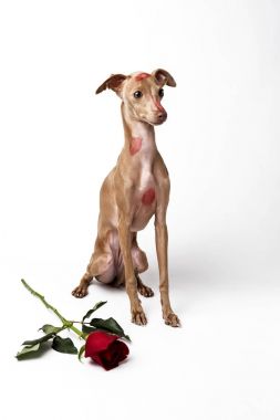 Kırmızı dudaklar ile İtalyan tazı köpek öp işaretleri