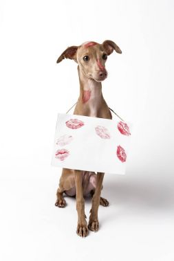 Kırmızı dudaklar ile İtalyan tazı köpek öp işaretleri