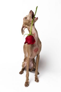 Kırmızı dudaklar ile İtalyan tazı köpek öp işaretleri