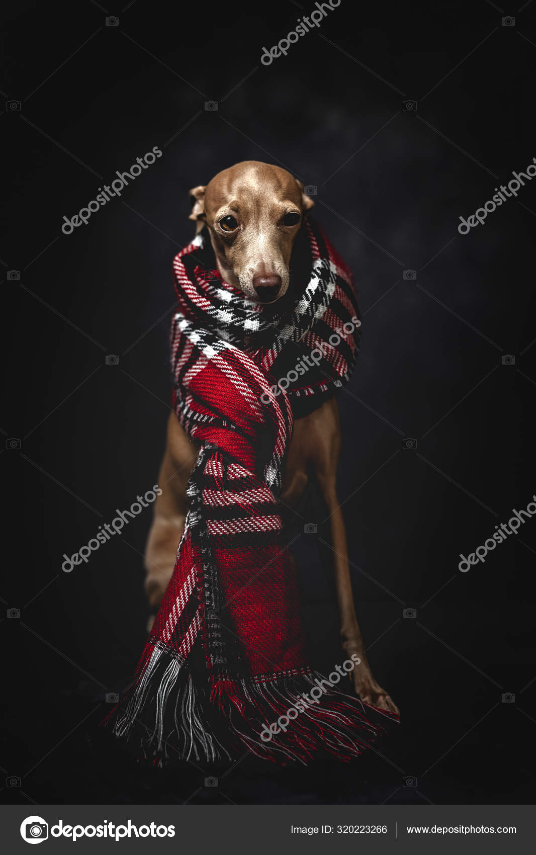 greyhound scarf