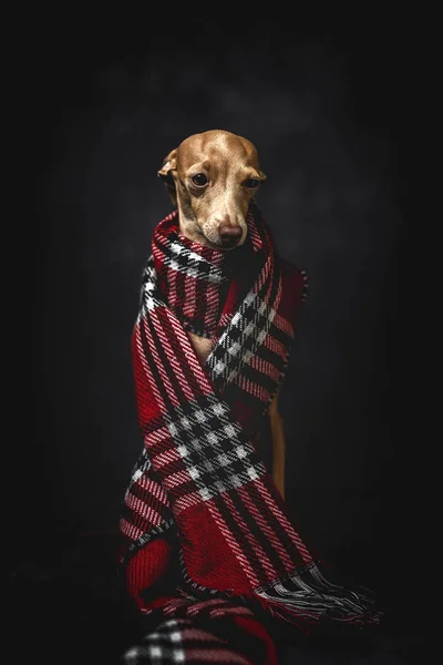 Vtipný pes s červeným kostkovaným šátkem — Stock fotografie
