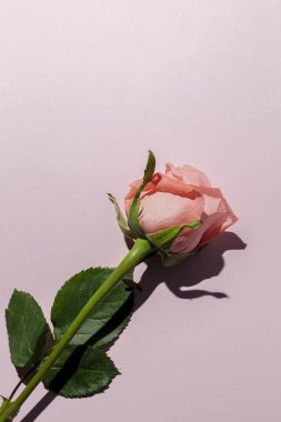 Pembe arka planda yukarıdan güzel bahar çiçekleri. Güller, sarı çiçekler ve koylar