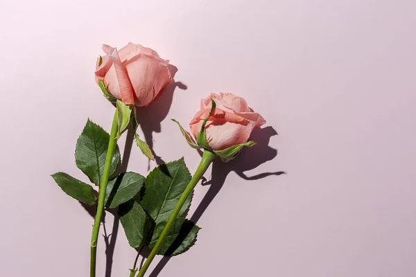Hermosos Ramos Flores Frescas Primavera Arriba Sobre Fondo Rosa Rosas — Foto de Stock