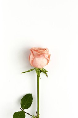 Beyaz arka planda yukarıdan güzel taze bahar çiçekleri. Güller, sarı çiçekler ve koylar