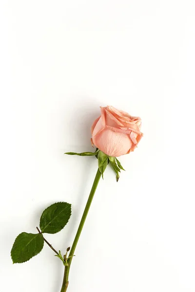 Schöne Sträuße Frischer Frühlingsblumen Von Oben Auf Weißem Hintergrund Rosen — Stockfoto