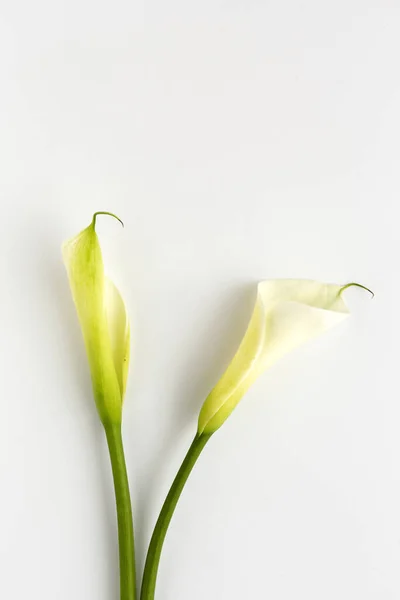 Gyönyörű Csokrok Friss Tavaszi Virágok Felülről Fehér Háttér Rózsa Sárga — Stock Fotó