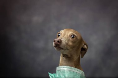 Koronavirüs için koruyucu maskeli bir köpek çiftleştirin. Covid-19. Hayvan konsepti.