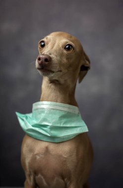 Koronavirüs için koruyucu maskeli bir köpek çiftleştirin. Covid-19. Hayvan konsepti.