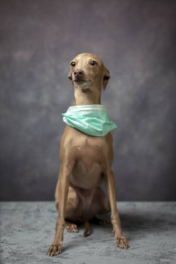 Koronavirüs için koruyucu maskeli bir köpek çiftleştirin. Covid-19. Hayvan konsepti.