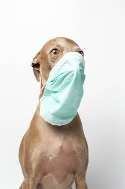 Koronavirüs için koruyucu maskeli, beyaz arka planda melez bir köpek. Covid-19. Hayvan konsepti.