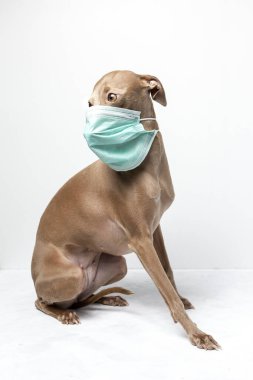 Koronavirüs için koruyucu maskeli, beyaz arka planda melez bir köpek. Covid-19. Hayvan konsepti.