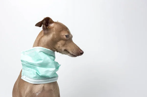 Breed Dog Protective Mask Coronavirus White Background Isolated Covid Animal — Stock Photo, Image