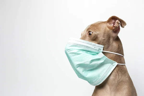 Breed Dog Protective Mask Coronavirus White Background Isolated Covid Animal — Stock Photo, Image