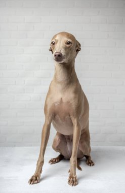 Stüdyoda sarı arka planı olan İtalyan av köpeği portresi.