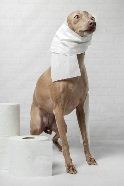 Итальянская Гончая Собака Играет Рулонами Туалетной Бумаги Белом Фоне Карантин — стоковое фото