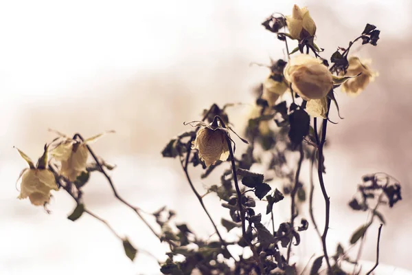 Faded roses on a defocused dramatic background. broken heart, depression, romantic mood. vintage look.