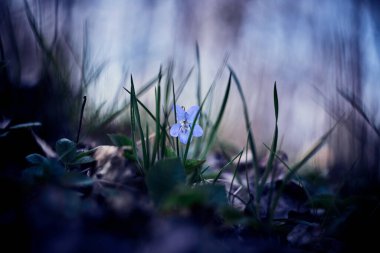 Vahşi mavi menekşe orman çimlerinde çiçek açıyor. Viola odorata. Bahar çiçeği. Seçici odaklanma. Tek viyola çiçeği. 