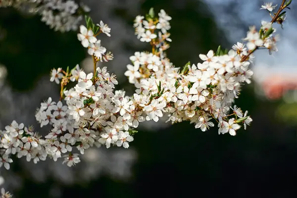 Beyaz Kiraz Ağacı Çiçeği Soyut Sığ Alan Derinliği — Stok fotoğraf