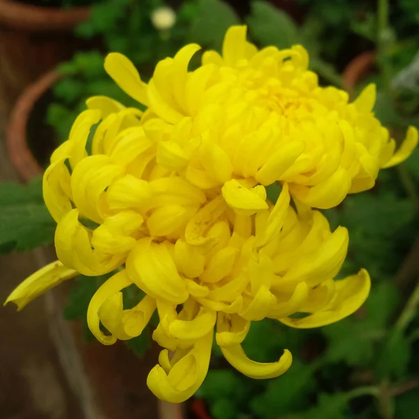 Amarillo Hermoso Flores Crisantemo —  Fotos de Stock